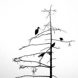 Three Crows and a Heron by Ursula Abresch