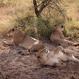 Three Lionesses by Mary Lee Dereske