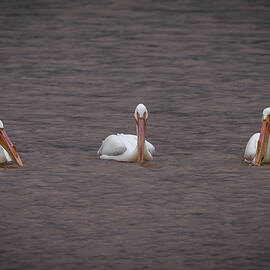 Three Pelicans by Matt Halvorson