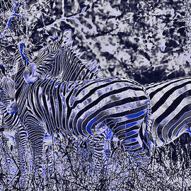 Three Zebras in Africa by Bruce Block