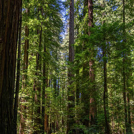 Through the Giants  by Matt Halvorson