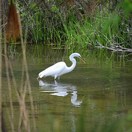 Through The Reeds by Steven Nelson