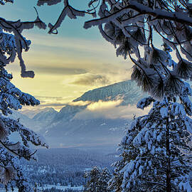Through the trees by Thomas Nay