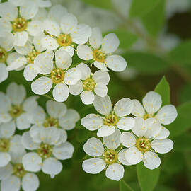 Thunberg's Meadowsweet Blossoms by Nancy Gleason