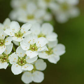 Thunberg's Meadowsweet Flower by Nancy Gleason