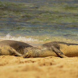 Tide Rolls in for Hawaiian Monk Seals by Nancy Gleason