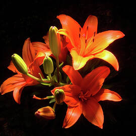 Tiger Lilies by Steven Nelson