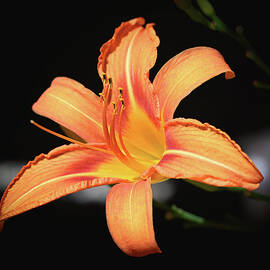 Tiger Lily by Steven Nelson