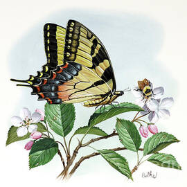 Tiger Swallowtail Butterfly by Don Balke