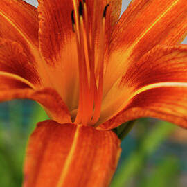 Tigers Mouth by Matt Halvorson