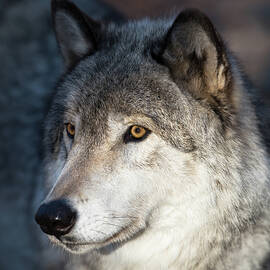 Timber Wolf - Portrait by Rehna George