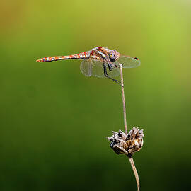 Time Out on the Sage by Joe Schofield