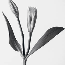 Timeless Bloom by Dodie Ross