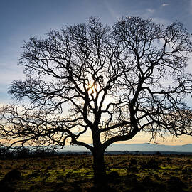 Timeless Strength by Mike Lee