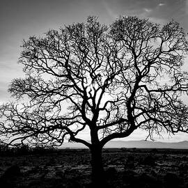 Timeless Strength Monochrome by Mike Lee