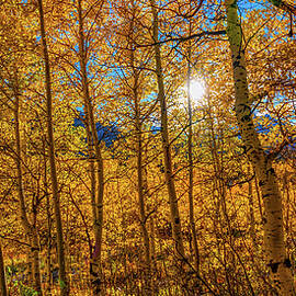 Timpanagos Alpine Loop Utah by Tommy Farnsworth