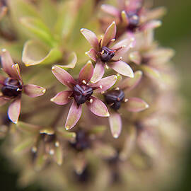 Tiny Blooms by Stacy Abbott