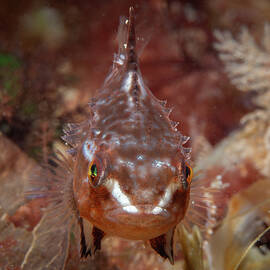 Tiny lumpfish looking tough by Brian Weber