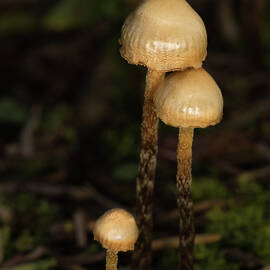 Tiny Mushroom Trio by Jean Noren