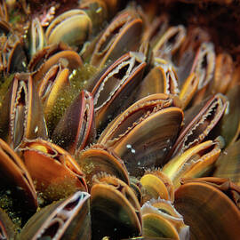 Tiny mussel colony by Brian Weber