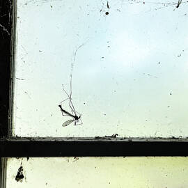 Tipula by Richard Reeve