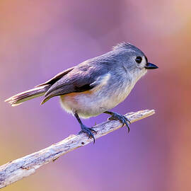 Tit On Violet by Bill and Linda Tiepelman