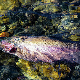 To Fight Another Day by Mike Lee