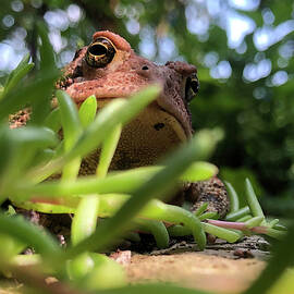 Toad Eye View by Richard Reeve