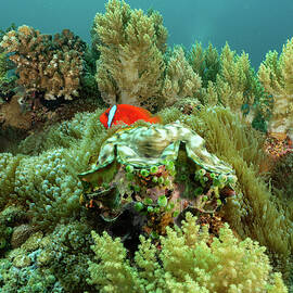 Tomato Clownfish, Giant Clam, and Lush Soft Corals by Brian Weber