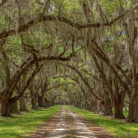 Tomotley 7 by Cindy Robinson