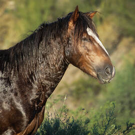 Tousled Salt River Stallion by Rebecca Herranen