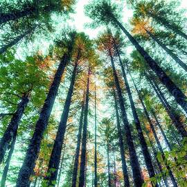Towering Forest Canopy by Bruce Block