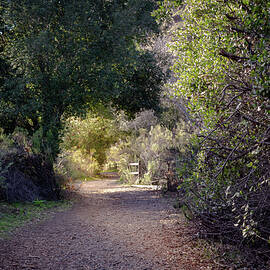 Trail With Trees by Alison Frank