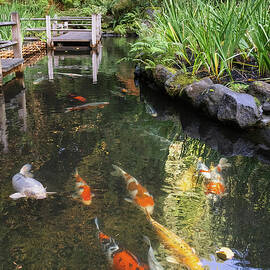 Tranquil Koi Pond in Lush Garden by Mary Jo Allen