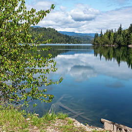 Green Fir Trees Mirrored in Lake Shannon by Tom Cochran