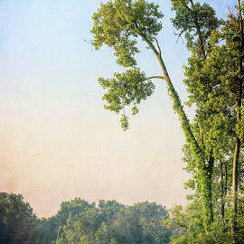 Tranquil Indian Lake at Dawn by Dan Sproul