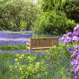 Tranquillity  by Shirley Mitchell