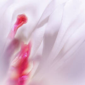 Travels Inside a Peony by Ursula Abresch