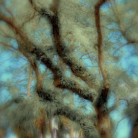 Tree 174B by Sally Fuller