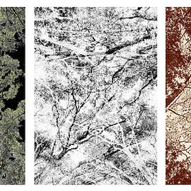 TREE 23D-26B-23B by Sally Fuller