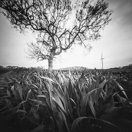 Tree and turbine by Will Gudgeon