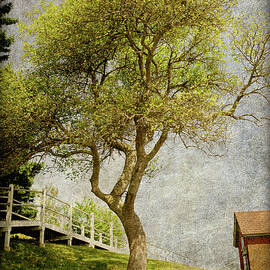 Tree at Owls Head Maine by Mary Lee Dereske