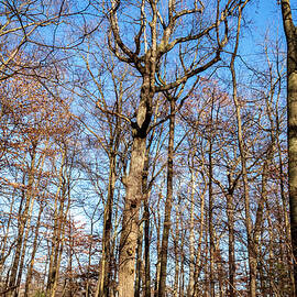 Tree in the Woods by Louis Dallara