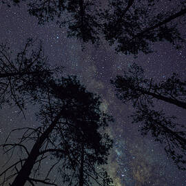Tree Night Scape by Bruce Feagle