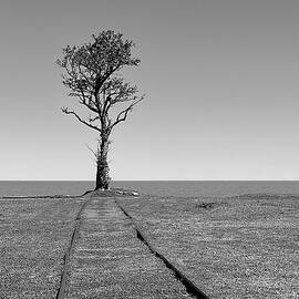 Tree Track by Richard Reeve