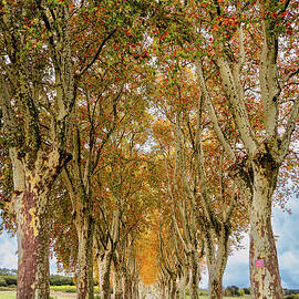 Tree Tunnel in France by Craig A Walker