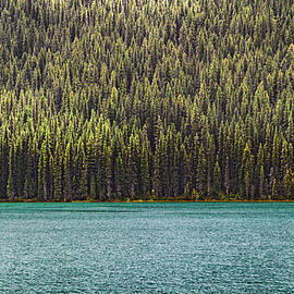 Trees and Water by Tommy Farnsworth