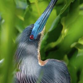 Tri Colored Heron by Rebecca Herranen