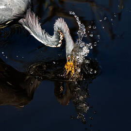 Tri Heron 242B by Sally Fuller