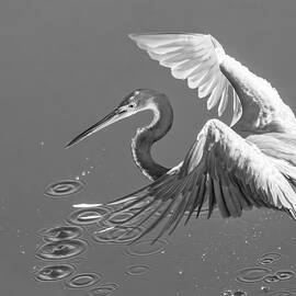 TRI HERON 698D by Sally Fuller